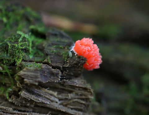 Red Raspberry Slime - Tubifera ferruginosa Habitat: Growing on rotting wood in a mixed forest
https://www.jungledragon.com/image/101209/red_raspberry_slime_-_tubifera_ferruginosa.html
https://www.jungledragon.com/image/101211/red_raspberry_slime_-_tubifera_ferruginosa.html Geotagged,Red raspberry slime,Summer,Tubifera ferruginosa,United States
