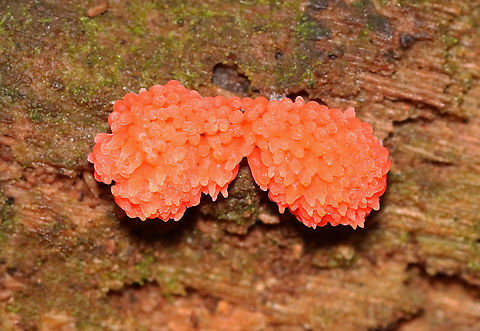 Red Raspberry Slime - Tubifera ferruginosa Habitat: Growing on rotting wood in a mixed forest
https://www.jungledragon.com/image/101209/red_raspberry_slime_-_tubifera_ferruginosa.html
https://www.jungledragon.com/image/101210/red_raspberry_slime_-_tubifera_ferruginosa.html Geotagged,Red raspberry slime,Summer,Tubifera ferruginosa,United States