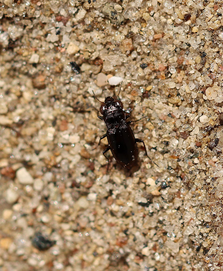 Big-eyed Beetle - Notiophilus sp. *I think this is Notiophilus aeneus, but I can&#039;t quite tell.<br />
<br />
Habitat: Found in moss, streamside in a deciduous forest. Carabidae,Geotagged,Notiophilus,Spring,United States,beetle,ground beetle