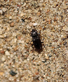 Big-eyed Beetle - Notiophilus sp. *I think this is Notiophilus aeneus, but I can't quite tell.

Habitat: Found in moss, streamside in a deciduous forest. Carabidae,Geotagged,Notiophilus,Spring,United States,beetle,ground beetle
