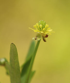 Small-flowered Buttercup (Ranunculus abortivus) Habitat: Forest edge Geotagged,Littleleaf buttercup,Ranunculus,Ranunculus abortivus,Spring,United States,buttercup