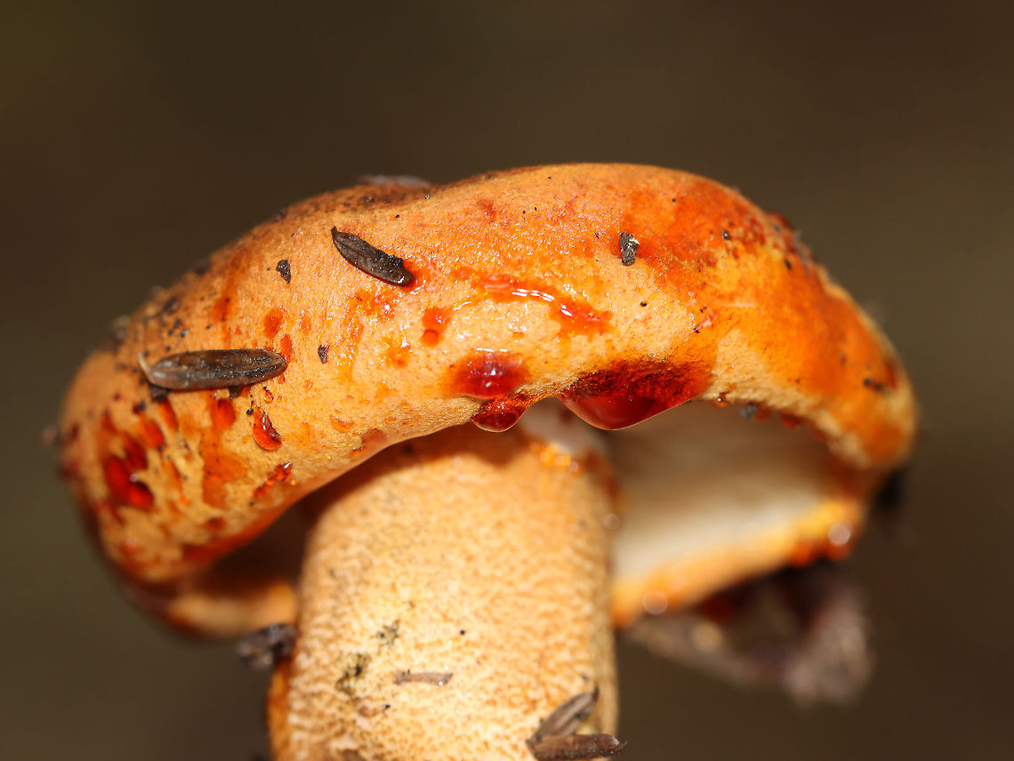 Tricholoma aurantium The cap for this mushroom leaked red liquid! <br />
<br />
Habitat: Growing under eastern hemlock in a mixed forest<br />
<figure class="photo"><a href="https://www.jungledragon.com/image/101254/tricholoma_aurantium.html" title="Tricholoma aurantium"><img src="https://s3.amazonaws.com/media.jungledragon.com/images/3232/101254_thumb.jpg?AWSAccessKeyId=05GMT0V3GWVNE7GGM1R2&Expires=1759968010&Signature=EAUwhNu%2FYvQSj88HRWjXo4PISLM%3D" width="200" height="136" alt="Tricholoma aurantium The cap for this mushroom leaked red liquid!<br />
<br />
Habitat: Growing under eastern hemlock in a mixed forest<br />
https://www.jungledragon.com/image/101250/unidentified_fungus_-_lactarius_sp.html<br />
https://www.jungledragon.com/image/101253/unidentified_fungus_-_lactarius_sp.html<br />
https://www.jungledragon.com/image/101252/unidentified_fungus_-_lactarius_sp.html<br />
https://www.jungledragon.com/image/101251/unidentified_fungus_-_lactarius_sp.html Geotagged,Golden orange tricholoma,Summer,Tricholoma aurantium,United States" /></a></figure><br />
<figure class="photo"><a href="https://www.jungledragon.com/image/101253/tricholoma_aurantium.html" title="Tricholoma aurantium"><img src="https://s3.amazonaws.com/media.jungledragon.com/images/3232/101253_thumb.jpg?AWSAccessKeyId=05GMT0V3GWVNE7GGM1R2&Expires=1759968010&Signature=VPn9YgIVAQXUVxGl5z4g5JHuuKU%3D" width="200" height="152" alt="Tricholoma aurantium The cap for this mushroom leaked red liquid!<br />
<br />
Habitat: Growing under eastern hemlock in a mixed forest<br />
https://www.jungledragon.com/image/101250/unidentified_fungus_-_lactarius_sp.html<br />
https://www.jungledragon.com/image/101254/unidentified_fungus_-_lactarius_sp.html<br />
https://www.jungledragon.com/image/101252/unidentified_fungus_-_lactarius_sp.html<br />
https://www.jungledragon.com/image/101251/unidentified_fungus_-_lactarius_sp.html Geotagged,Golden orange tricholoma,Summer,Tricholoma aurantium,United States" /></a></figure><br />
<figure class="photo"><a href="https://www.jungledragon.com/image/101252/tricholoma_aurantium.html" title="Tricholoma aurantium"><img src="https://s3.amazonaws.com/media.jungledragon.com/images/3232/101252_thumb.jpg?AWSAccessKeyId=05GMT0V3GWVNE7GGM1R2&Expires=1759968010&Signature=d%2BqqjnN3gfZRBp4EFqxNGy%2B3t%2Bg%3D" width="200" height="136" alt="Tricholoma aurantium The cap for this mushroom leaked red liquid!<br />
<br />
Habitat: Growing under eastern hemlock in a mixed forest<br />
https://www.jungledragon.com/image/101253/unidentified_fungus_-_lactarius_sp.html<br />
https://www.jungledragon.com/image/101250/unidentified_fungus_-_lactarius_sp.html<br />
https://www.jungledragon.com/image/101254/unidentified_fungus_-_lactarius_sp.html<br />
https://www.jungledragon.com/image/101251/unidentified_fungus_-_lactarius_sp.html Geotagged,Golden orange tricholoma,Summer,Tricholoma aurantium,United States" /></a></figure><br />
<figure class="photo"><a href="https://www.jungledragon.com/image/101251/tricholoma_aurantium.html" title="Tricholoma aurantium"><img src="https://s3.amazonaws.com/media.jungledragon.com/images/3232/101251_thumb.jpg?AWSAccessKeyId=05GMT0V3GWVNE7GGM1R2&Expires=1759968010&Signature=8vugS7X16oLIa2b746CeDOKhmdg%3D" width="200" height="148" alt="Tricholoma aurantium The cap for this mushroom leaked red liquid!<br />
<br />
Habitat: Growing under eastern hemlock in a mixed forest<br />
https://www.jungledragon.com/image/101252/unidentified_fungus_-_lactarius_sp.html<br />
https://www.jungledragon.com/image/101253/unidentified_fungus_-_lactarius_sp.html<br />
https://www.jungledragon.com/image/101254/unidentified_fungus_-_lactarius_sp.html<br />
https://www.jungledragon.com/image/101250/unidentified_fungus_-_lactarius_sp.html Geotagged,Golden orange tricholoma,Summer,Tricholoma aurantium,United States" /></a></figure> Geotagged,Golden orange tricholoma,Summer,Tricholoma aurantium,United States,fungus,mushroom