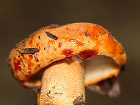 Tricholoma aurantium The cap for this mushroom leaked red liquid! <br />
<br />
Habitat: Growing under eastern hemlock in a mixed forest<br />
https://www.jungledragon.com/image/101254/unidentified_fungus_-_lactarius_sp.html<br />
https://www.jungledragon.com/image/101253/unidentified_fungus_-_lactarius_sp.html<br />
https://www.jungledragon.com/image/101252/unidentified_fungus_-_lactarius_sp.html<br />
https://www.jungledragon.com/image/101251/unidentified_fungus_-_lactarius_sp.html Geotagged,Golden orange tricholoma,Summer,Tricholoma aurantium,United States,fungus,mushroom