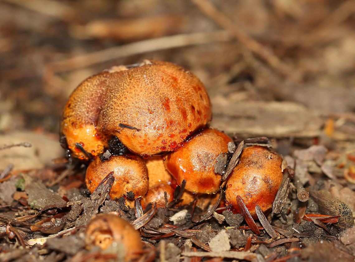 Tricholoma aurantium The cap for this mushroom leaked red liquid!<br />
<br />
Habitat: Growing under eastern hemlock in a mixed forest<br />
<figure class="photo"><a href="https://www.jungledragon.com/image/101252/tricholoma_aurantium.html" title="Tricholoma aurantium"><img src="https://s3.amazonaws.com/media.jungledragon.com/images/3232/101252_thumb.jpg?AWSAccessKeyId=05GMT0V3GWVNE7GGM1R2&Expires=1767225610&Signature=IY6YvRT0a4LL%2FYsYw2FNpitATFA%3D" width="200" height="136" alt="Tricholoma aurantium The cap for this mushroom leaked red liquid!<br />
<br />
Habitat: Growing under eastern hemlock in a mixed forest<br />
https://www.jungledragon.com/image/101253/unidentified_fungus_-_lactarius_sp.html<br />
https://www.jungledragon.com/image/101250/unidentified_fungus_-_lactarius_sp.html<br />
https://www.jungledragon.com/image/101254/unidentified_fungus_-_lactarius_sp.html<br />
https://www.jungledragon.com/image/101251/unidentified_fungus_-_lactarius_sp.html Geotagged,Golden orange tricholoma,Summer,Tricholoma aurantium,United States" /></a></figure><br />
<figure class="photo"><a href="https://www.jungledragon.com/image/101253/tricholoma_aurantium.html" title="Tricholoma aurantium"><img src="https://s3.amazonaws.com/media.jungledragon.com/images/3232/101253_thumb.jpg?AWSAccessKeyId=05GMT0V3GWVNE7GGM1R2&Expires=1767225610&Signature=%2FHu6nxkYP%2FHybkL6QL61mXHkLUM%3D" width="200" height="152" alt="Tricholoma aurantium The cap for this mushroom leaked red liquid!<br />
<br />
Habitat: Growing under eastern hemlock in a mixed forest<br />
https://www.jungledragon.com/image/101250/unidentified_fungus_-_lactarius_sp.html<br />
https://www.jungledragon.com/image/101254/unidentified_fungus_-_lactarius_sp.html<br />
https://www.jungledragon.com/image/101252/unidentified_fungus_-_lactarius_sp.html<br />
https://www.jungledragon.com/image/101251/unidentified_fungus_-_lactarius_sp.html Geotagged,Golden orange tricholoma,Summer,Tricholoma aurantium,United States" /></a></figure><br />
<figure class="photo"><a href="https://www.jungledragon.com/image/101254/tricholoma_aurantium.html" title="Tricholoma aurantium"><img src="https://s3.amazonaws.com/media.jungledragon.com/images/3232/101254_thumb.jpg?AWSAccessKeyId=05GMT0V3GWVNE7GGM1R2&Expires=1767225610&Signature=V9XjGrgJxivgAXQs2Dq8po98oK8%3D" width="200" height="136" alt="Tricholoma aurantium The cap for this mushroom leaked red liquid!<br />
<br />
Habitat: Growing under eastern hemlock in a mixed forest<br />
https://www.jungledragon.com/image/101250/unidentified_fungus_-_lactarius_sp.html<br />
https://www.jungledragon.com/image/101253/unidentified_fungus_-_lactarius_sp.html<br />
https://www.jungledragon.com/image/101252/unidentified_fungus_-_lactarius_sp.html<br />
https://www.jungledragon.com/image/101251/unidentified_fungus_-_lactarius_sp.html Geotagged,Golden orange tricholoma,Summer,Tricholoma aurantium,United States" /></a></figure><br />
<figure class="photo"><a href="https://www.jungledragon.com/image/101250/tricholoma_aurantium.html" title="Tricholoma aurantium"><img src="https://s3.amazonaws.com/media.jungledragon.com/images/3232/101250_thumb.jpg?AWSAccessKeyId=05GMT0V3GWVNE7GGM1R2&Expires=1767225610&Signature=n1QUtiVCLMpHvhyCWtIyZKhUW4s%3D" width="200" height="152" alt="Tricholoma aurantium The cap for this mushroom leaked red liquid! <br />
<br />
Habitat: Growing under eastern hemlock in a mixed forest<br />
https://www.jungledragon.com/image/101254/unidentified_fungus_-_lactarius_sp.html<br />
https://www.jungledragon.com/image/101253/unidentified_fungus_-_lactarius_sp.html<br />
https://www.jungledragon.com/image/101252/unidentified_fungus_-_lactarius_sp.html<br />
https://www.jungledragon.com/image/101251/unidentified_fungus_-_lactarius_sp.html Geotagged,Golden orange tricholoma,Summer,Tricholoma aurantium,United States,fungus,mushroom" /></a></figure> Geotagged,Golden orange tricholoma,Summer,Tricholoma aurantium,United States