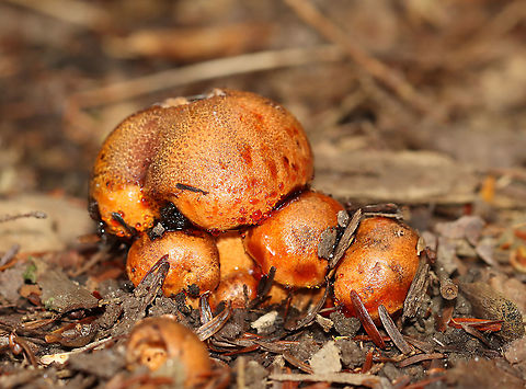 Tricholoma aurantium The cap for this mushroom leaked red liquid!

Habitat: Growing under eastern hemlock in a mixed forest
https://www.jungledragon.com/image/101252/unidentified_fungus_-_lactarius_sp.html
https://www.jungledragon.com/image/101253/unidentified_fungus_-_lactarius_sp.html
https://www.jungledragon.com/image/101254/unidentified_fungus_-_lactarius_sp.html
https://www.jungledragon.com/image/101250/unidentified_fungus_-_lactarius_sp.html Geotagged,Golden orange tricholoma,Summer,Tricholoma aurantium,United States