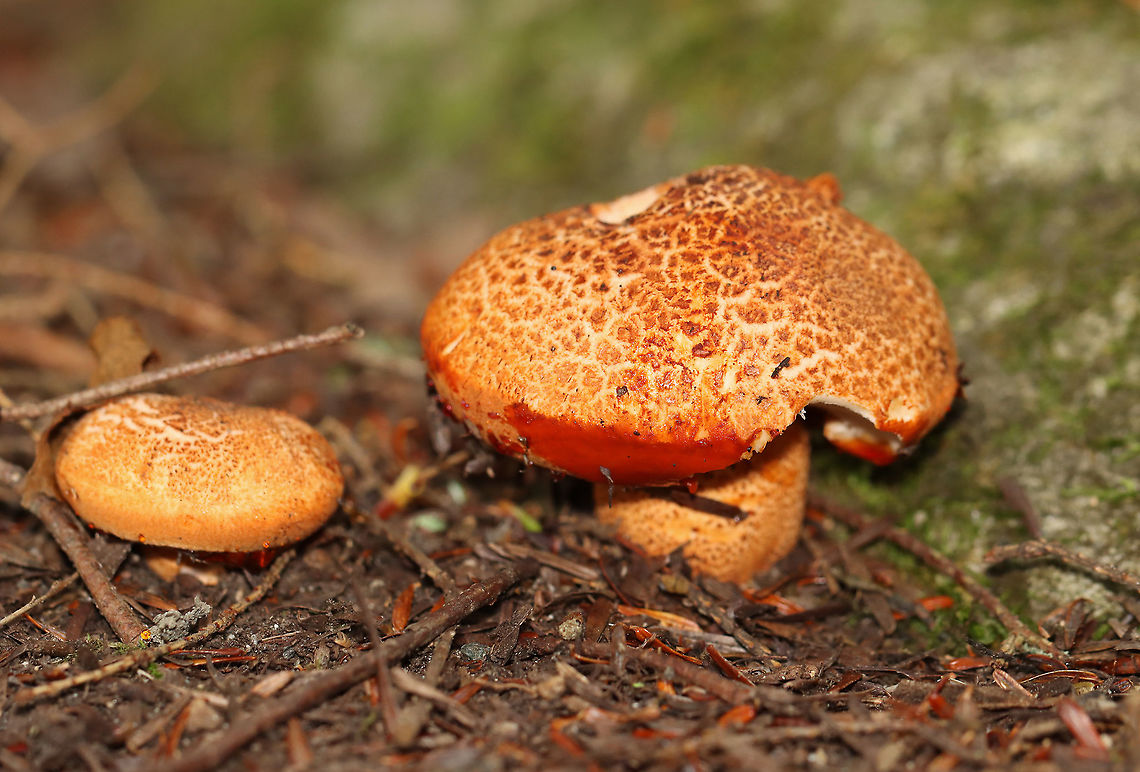 Tricholoma aurantium The cap for this mushroom leaked red liquid!<br />
<br />
Habitat: Growing under eastern hemlock in a mixed forest<br />
<figure class="photo"><a href="https://www.jungledragon.com/image/101253/tricholoma_aurantium.html" title="Tricholoma aurantium"><img src="https://s3.amazonaws.com/media.jungledragon.com/images/3232/101253_thumb.jpg?AWSAccessKeyId=05GMT0V3GWVNE7GGM1R2&Expires=1769040010&Signature=zGx1zN5%2FBDjfqtN1ThRV2PvZG6Y%3D" width="200" height="152" alt="Tricholoma aurantium The cap for this mushroom leaked red liquid!<br />
<br />
Habitat: Growing under eastern hemlock in a mixed forest<br />
https://www.jungledragon.com/image/101250/unidentified_fungus_-_lactarius_sp.html<br />
https://www.jungledragon.com/image/101254/unidentified_fungus_-_lactarius_sp.html<br />
https://www.jungledragon.com/image/101252/unidentified_fungus_-_lactarius_sp.html<br />
https://www.jungledragon.com/image/101251/unidentified_fungus_-_lactarius_sp.html Geotagged,Golden orange tricholoma,Summer,Tricholoma aurantium,United States" /></a></figure><br />
<figure class="photo"><a href="https://www.jungledragon.com/image/101250/tricholoma_aurantium.html" title="Tricholoma aurantium"><img src="https://s3.amazonaws.com/media.jungledragon.com/images/3232/101250_thumb.jpg?AWSAccessKeyId=05GMT0V3GWVNE7GGM1R2&Expires=1769040010&Signature=cz%2BZpqIifhPloGMnjpo4Ft30OZo%3D" width="200" height="152" alt="Tricholoma aurantium The cap for this mushroom leaked red liquid! <br />
<br />
Habitat: Growing under eastern hemlock in a mixed forest<br />
https://www.jungledragon.com/image/101254/unidentified_fungus_-_lactarius_sp.html<br />
https://www.jungledragon.com/image/101253/unidentified_fungus_-_lactarius_sp.html<br />
https://www.jungledragon.com/image/101252/unidentified_fungus_-_lactarius_sp.html<br />
https://www.jungledragon.com/image/101251/unidentified_fungus_-_lactarius_sp.html Geotagged,Golden orange tricholoma,Summer,Tricholoma aurantium,United States,fungus,mushroom" /></a></figure><br />
<figure class="photo"><a href="https://www.jungledragon.com/image/101254/tricholoma_aurantium.html" title="Tricholoma aurantium"><img src="https://s3.amazonaws.com/media.jungledragon.com/images/3232/101254_thumb.jpg?AWSAccessKeyId=05GMT0V3GWVNE7GGM1R2&Expires=1769040010&Signature=5Y9PvoXVkLmsSJZtitZVX18hSIw%3D" width="200" height="136" alt="Tricholoma aurantium The cap for this mushroom leaked red liquid!<br />
<br />
Habitat: Growing under eastern hemlock in a mixed forest<br />
https://www.jungledragon.com/image/101250/unidentified_fungus_-_lactarius_sp.html<br />
https://www.jungledragon.com/image/101253/unidentified_fungus_-_lactarius_sp.html<br />
https://www.jungledragon.com/image/101252/unidentified_fungus_-_lactarius_sp.html<br />
https://www.jungledragon.com/image/101251/unidentified_fungus_-_lactarius_sp.html Geotagged,Golden orange tricholoma,Summer,Tricholoma aurantium,United States" /></a></figure><br />
<figure class="photo"><a href="https://www.jungledragon.com/image/101251/tricholoma_aurantium.html" title="Tricholoma aurantium"><img src="https://s3.amazonaws.com/media.jungledragon.com/images/3232/101251_thumb.jpg?AWSAccessKeyId=05GMT0V3GWVNE7GGM1R2&Expires=1769040010&Signature=hASpHbzY0XanTLTcg7i2K0tGa%2BE%3D" width="200" height="148" alt="Tricholoma aurantium The cap for this mushroom leaked red liquid!<br />
<br />
Habitat: Growing under eastern hemlock in a mixed forest<br />
https://www.jungledragon.com/image/101252/unidentified_fungus_-_lactarius_sp.html<br />
https://www.jungledragon.com/image/101253/unidentified_fungus_-_lactarius_sp.html<br />
https://www.jungledragon.com/image/101254/unidentified_fungus_-_lactarius_sp.html<br />
https://www.jungledragon.com/image/101250/unidentified_fungus_-_lactarius_sp.html Geotagged,Golden orange tricholoma,Summer,Tricholoma aurantium,United States" /></a></figure> Geotagged,Golden orange tricholoma,Summer,Tricholoma aurantium,United States