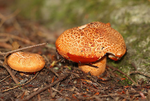 Tricholoma aurantium The cap for this mushroom leaked red liquid!

Habitat: Growing under eastern hemlock in a mixed forest
https://www.jungledragon.com/image/101253/unidentified_fungus_-_lactarius_sp.html
https://www.jungledragon.com/image/101250/unidentified_fungus_-_lactarius_sp.html
https://www.jungledragon.com/image/101254/unidentified_fungus_-_lactarius_sp.html
https://www.jungledragon.com/image/101251/unidentified_fungus_-_lactarius_sp.html Geotagged,Golden orange tricholoma,Summer,Tricholoma aurantium,United States
