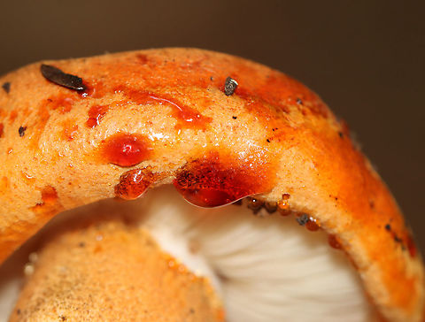 Tricholoma aurantium The cap for this mushroom leaked red liquid!

Habitat: Growing under eastern hemlock in a mixed forest
https://www.jungledragon.com/image/101250/unidentified_fungus_-_lactarius_sp.html
https://www.jungledragon.com/image/101254/unidentified_fungus_-_lactarius_sp.html
https://www.jungledragon.com/image/101252/unidentified_fungus_-_lactarius_sp.html
https://www.jungledragon.com/image/101251/unidentified_fungus_-_lactarius_sp.html Geotagged,Golden orange tricholoma,Summer,Tricholoma aurantium,United States
