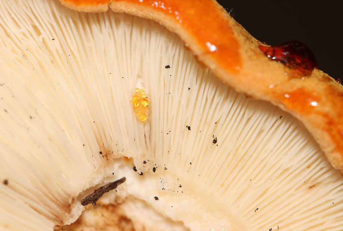 Tricholoma aurantium The cap for this mushroom leaked red liquid!<br />
<br />
Habitat: Growing under eastern hemlock in a mixed forest<br />
<figure class="photo"><a href="https://www.jungledragon.com/image/101250/tricholoma_aurantium.html" title="Tricholoma aurantium"><img src="https://s3.amazonaws.com/media.jungledragon.com/images/3232/101250_thumb.jpg?AWSAccessKeyId=05GMT0V3GWVNE7GGM1R2&Expires=1767225610&Signature=n1QUtiVCLMpHvhyCWtIyZKhUW4s%3D" width="200" height="152" alt="Tricholoma aurantium The cap for this mushroom leaked red liquid! <br />
<br />
Habitat: Growing under eastern hemlock in a mixed forest<br />
https://www.jungledragon.com/image/101254/unidentified_fungus_-_lactarius_sp.html<br />
https://www.jungledragon.com/image/101253/unidentified_fungus_-_lactarius_sp.html<br />
https://www.jungledragon.com/image/101252/unidentified_fungus_-_lactarius_sp.html<br />
https://www.jungledragon.com/image/101251/unidentified_fungus_-_lactarius_sp.html Geotagged,Golden orange tricholoma,Summer,Tricholoma aurantium,United States,fungus,mushroom" /></a></figure><br />
<figure class="photo"><a href="https://www.jungledragon.com/image/101253/tricholoma_aurantium.html" title="Tricholoma aurantium"><img src="https://s3.amazonaws.com/media.jungledragon.com/images/3232/101253_thumb.jpg?AWSAccessKeyId=05GMT0V3GWVNE7GGM1R2&Expires=1767225610&Signature=%2FHu6nxkYP%2FHybkL6QL61mXHkLUM%3D" width="200" height="152" alt="Tricholoma aurantium The cap for this mushroom leaked red liquid!<br />
<br />
Habitat: Growing under eastern hemlock in a mixed forest<br />
https://www.jungledragon.com/image/101250/unidentified_fungus_-_lactarius_sp.html<br />
https://www.jungledragon.com/image/101254/unidentified_fungus_-_lactarius_sp.html<br />
https://www.jungledragon.com/image/101252/unidentified_fungus_-_lactarius_sp.html<br />
https://www.jungledragon.com/image/101251/unidentified_fungus_-_lactarius_sp.html Geotagged,Golden orange tricholoma,Summer,Tricholoma aurantium,United States" /></a></figure><br />
<figure class="photo"><a href="https://www.jungledragon.com/image/101252/tricholoma_aurantium.html" title="Tricholoma aurantium"><img src="https://s3.amazonaws.com/media.jungledragon.com/images/3232/101252_thumb.jpg?AWSAccessKeyId=05GMT0V3GWVNE7GGM1R2&Expires=1767225610&Signature=IY6YvRT0a4LL%2FYsYw2FNpitATFA%3D" width="200" height="136" alt="Tricholoma aurantium The cap for this mushroom leaked red liquid!<br />
<br />
Habitat: Growing under eastern hemlock in a mixed forest<br />
https://www.jungledragon.com/image/101253/unidentified_fungus_-_lactarius_sp.html<br />
https://www.jungledragon.com/image/101250/unidentified_fungus_-_lactarius_sp.html<br />
https://www.jungledragon.com/image/101254/unidentified_fungus_-_lactarius_sp.html<br />
https://www.jungledragon.com/image/101251/unidentified_fungus_-_lactarius_sp.html Geotagged,Golden orange tricholoma,Summer,Tricholoma aurantium,United States" /></a></figure><br />
<figure class="photo"><a href="https://www.jungledragon.com/image/101251/tricholoma_aurantium.html" title="Tricholoma aurantium"><img src="https://s3.amazonaws.com/media.jungledragon.com/images/3232/101251_thumb.jpg?AWSAccessKeyId=05GMT0V3GWVNE7GGM1R2&Expires=1767225610&Signature=nsTynxdPltLrRLR1OusPPGCp6GM%3D" width="200" height="148" alt="Tricholoma aurantium The cap for this mushroom leaked red liquid!<br />
<br />
Habitat: Growing under eastern hemlock in a mixed forest<br />
https://www.jungledragon.com/image/101252/unidentified_fungus_-_lactarius_sp.html<br />
https://www.jungledragon.com/image/101253/unidentified_fungus_-_lactarius_sp.html<br />
https://www.jungledragon.com/image/101254/unidentified_fungus_-_lactarius_sp.html<br />
https://www.jungledragon.com/image/101250/unidentified_fungus_-_lactarius_sp.html Geotagged,Golden orange tricholoma,Summer,Tricholoma aurantium,United States" /></a></figure> Geotagged,Golden orange tricholoma,Summer,Tricholoma aurantium,United States