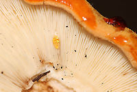 Tricholoma aurantium The cap for this mushroom leaked red liquid!<br />
<br />
Habitat: Growing under eastern hemlock in a mixed forest<br />
https://www.jungledragon.com/image/101250/unidentified_fungus_-_lactarius_sp.html<br />
https://www.jungledragon.com/image/101253/unidentified_fungus_-_lactarius_sp.html<br />
https://www.jungledragon.com/image/101252/unidentified_fungus_-_lactarius_sp.html<br />
https://www.jungledragon.com/image/101251/unidentified_fungus_-_lactarius_sp.html Geotagged,Golden orange tricholoma,Summer,Tricholoma aurantium,United States