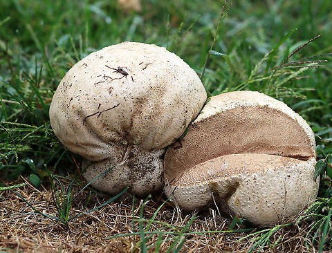 Purple-spored Puffball - Calvatia cyathiformis There were numerous of these huge puffballs growing in the grass next to a meadow. The largest one was about 25 cm wide. It was definitely not fresh and the insides felt like slimy tofu.

Habitat: Meadow/grass
https://www.jungledragon.com/image/101256/giant_puffball_-_calvatia_gigantea.html Calvatia,Calvatia cyathiformis,Geotagged,Purple-Spored Puffball,Summer,United States,puffball