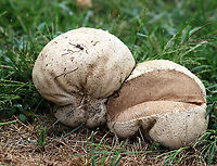 Purple-spored Puffball - Calvatia cyathiformis There were numerous of these huge puffballs growing in the grass next to a meadow. The largest one was about 25 cm wide. It was definitely not fresh and the insides felt like slimy tofu.<br />
<br />
Habitat: Meadow/grass<br />
https://www.jungledragon.com/image/101256/giant_puffball_-_calvatia_gigantea.html Calvatia,Calvatia cyathiformis,Geotagged,Purple-Spored Puffball,Summer,United States,puffball