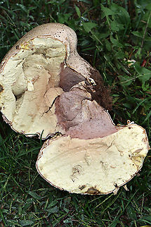 Purple-spored Puffball - Calvatia cyathiformis There were numerous of these huge puffballs growing in the grass next to a meadow. The largest one was about 25 cm wide. It was definitely not fresh and the insides felt like slimy tofu.

Habitat: Meadow/grass
https://www.jungledragon.com/image/101255/giant_puffball_-_calvatia_gigantea.html Calvatia cyathiformis,Geotagged,Purple-Spored Puffball,Summer,United States