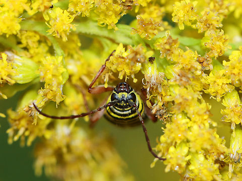 Locust Borer - Megacyllene robiniae Black beetle with yellow elytral bands . Adults are often found on goldenrod (Solidago sp.) during September and October. They are endemic to eastern North America and are a serious pest of Robinia pseudoacacia, the black locust tree.

Habitat: On goldenrod
https://www.jungledragon.com/image/101258/locust_borer_-_megacyllene_robiniae.html Geotagged,Locust borer,Longhorn beetle,Megacyllene,Megacyllene robiniae,Summer,United States,beetle