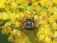 Locust Borer - Megacyllene robiniae Black beetle with yellow elytral bands . Adults are often found on goldenrod (Solidago sp.) during September and October. They are endemic to eastern North America and are a serious pest of Robinia pseudoacacia, the black locust tree.<br />
<br />
Habitat: On goldenrod<br />
https://www.jungledragon.com/image/101258/locust_borer_-_megacyllene_robiniae.html Geotagged,Locust borer,Longhorn beetle,Megacyllene,Megacyllene robiniae,Summer,United States,beetle