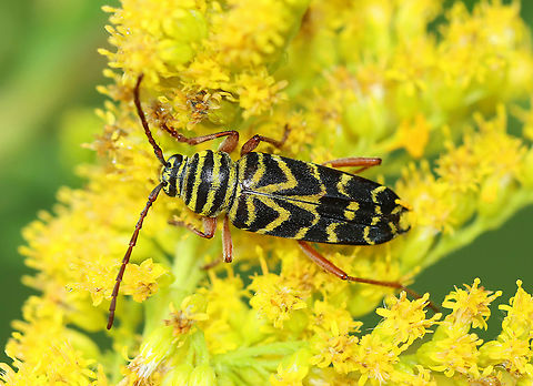Locust Borer - Megacyllene robiniae Black beetle with yellow elytral bands . Adults are often found on goldenrod (Solidago sp.) during September and October. They are endemic to eastern North America and are a serious pest of Robinia pseudoacacia, the black locust tree.

Habitat: On goldenrod
https://www.jungledragon.com/image/101257/locust_borer_-_megacyllene_robiniae.html Geotagged,Locust borer,Megacyllene robiniae,Summer,United States