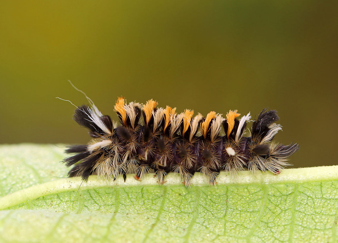 Milkweed Tussock Caterpillar - Euchaetes egle **This is my 8,000 photo on JungleDragon!<br />
<br />
This caterpillar sported wild tufts of black, white, and orange hairs (setae), which are characteristic warning colors. As with monarch larvae, milkweed tussock moth caterpillars obtain cardiac glycosides from the milkweed that they feed on, and they continue to retain them as adults. <br />
<br />
Habitat: Milkweed in a meadow<br />
<figure class="photo"><a href="https://www.jungledragon.com/image/101261/milkweed_tussock_caterpillar_feet_-_euchaetes_egle.html" title="Milkweed Tussock Caterpillar Feet - Euchaetes egle"><img src="https://s3.amazonaws.com/media.jungledragon.com/images/3232/101261_thumb.jpg?AWSAccessKeyId=05GMT0V3GWVNE7GGM1R2&Expires=1759968010&Signature=7eA8oFuaBg8NRSR2YpnehoxaT2A%3D" width="200" height="140" alt="Milkweed Tussock Caterpillar Feet - Euchaetes egle Aren&#039;t its feet so cute?!<br />
<br />
This caterpillar sported wild tufts of black, white, and orange hairs (setae), which are characteristic warning colors. As with monarch larvae, milkweed tussock moth caterpillars obtain cardiac glycosides from the milkweed that they feed on, and they continue to retain them as adults.<br />
<br />
Habitat: Milkweed in a meadow<br />
https://www.jungledragon.com/image/101260/milkweed_tussock_caterpillar_-_euchaetes_egle.html Euchaetes egle,Geotagged,Milkweed Tussock Moth,Summer,United States" /></a></figure> Arctiidae,Euchaetes,Euchaetes egle,Geotagged,Milkweed Tussock Moth,Summer,United States,caterpillar