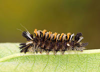 Milkweed Tussock Caterpillar - Euchaetes egle **This is my 8,000 photo on JungleDragon!<br />
<br />
This caterpillar sported wild tufts of black, white, and orange hairs (setae), which are characteristic warning colors. As with monarch larvae, milkweed tussock moth caterpillars obtain cardiac glycosides from the milkweed that they feed on, and they continue to retain them as adults. <br />
<br />
Habitat: Milkweed in a meadow<br />
https://www.jungledragon.com/image/101261/milkweed_tussock_caterpillar_feet_-_euchaetes_egle.html Arctiidae,Euchaetes,Euchaetes egle,Geotagged,Milkweed Tussock Moth,Summer,United States,caterpillar