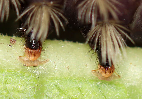 Milkweed Tussock Caterpillar Feet - Euchaetes egle Aren't its feet so cute?!

This caterpillar sported wild tufts of black, white, and orange hairs (setae), which are characteristic warning colors. As with monarch larvae, milkweed tussock moth caterpillars obtain cardiac glycosides from the milkweed that they feed on, and they continue to retain them as adults.

Habitat: Milkweed in a meadow
https://www.jungledragon.com/image/101260/milkweed_tussock_caterpillar_-_euchaetes_egle.html Euchaetes egle,Geotagged,Milkweed Tussock Moth,Summer,United States