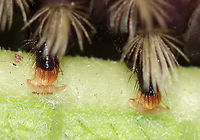 Milkweed Tussock Caterpillar Feet - Euchaetes egle Aren't its feet so cute?!<br />
<br />
This caterpillar sported wild tufts of black, white, and orange hairs (setae), which are characteristic warning colors. As with monarch larvae, milkweed tussock moth caterpillars obtain cardiac glycosides from the milkweed that they feed on, and they continue to retain them as adults.<br />
<br />
Habitat: Milkweed in a meadow<br />
https://www.jungledragon.com/image/101260/milkweed_tussock_caterpillar_-_euchaetes_egle.html Euchaetes egle,Geotagged,Milkweed Tussock Moth,Summer,United States