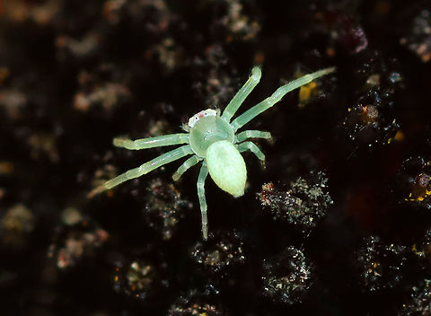 Crab Spider - Family Thomisidae, Misumessus sp. I have not been able to find an ID for this cutie. It was TINY.

Habitat: Patrolling the central disc of a Rudbeckia sp. flower; meadow
https://www.jungledragon.com/image/101264/crab_spider_-_family_thomisidae.html Geotagged,Misumessus,Summer,Thomisidae,United States,crab spider,spider