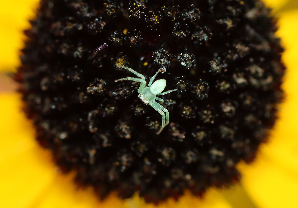 Crab Spider - Family Thomisidae, Misumessus sp. I have not been able to find an ID for this cutie. It was TINY.<br />
<br />
Habitat: Patrolling the central disc of a Rudbeckia sp. flower; meadow<br />
<figure class="photo"><a href="https://www.jungledragon.com/image/101263/crab_spider_-_family_thomisidae_misumessus_sp.html" title="Crab Spider - Family Thomisidae, Misumessus sp."><img src="https://s3.amazonaws.com/media.jungledragon.com/images/3232/101263_thumb.jpg?AWSAccessKeyId=05GMT0V3GWVNE7GGM1R2&Expires=1769040010&Signature=AeVRg4sGjeaBBnLJZRGDg75FNUM%3D" width="200" height="148" alt="Crab Spider - Family Thomisidae, Misumessus sp. I have not been able to find an ID for this cutie. It was TINY.<br />
<br />
Habitat: Patrolling the central disc of a Rudbeckia sp. flower; meadow<br />
https://www.jungledragon.com/image/101264/crab_spider_-_family_thomisidae.html Geotagged,Misumessus,Summer,Thomisidae,United States,crab spider,spider" /></a></figure> Geotagged,Summer,United States