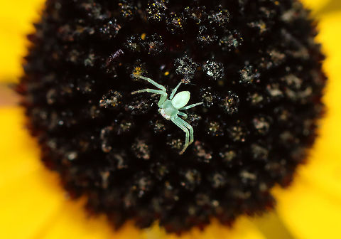 Crab Spider - Family Thomisidae, Misumessus sp. I have not been able to find an ID for this cutie. It was TINY.

Habitat: Patrolling the central disc of a Rudbeckia sp. flower; meadow
https://www.jungledragon.com/image/101263/crab_spider_-_family_thomisidae.html Geotagged,Summer,United States