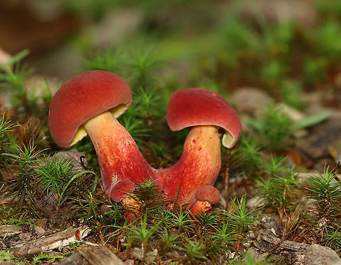 Two-colored Bolete - Baorangia bicolor Convex, velvety, red caps. Yellow pores that bruised blue. The stipes were yellowish near the apex and had red streaks on the bottom half. Caps bruised blue when handled.

Habitat: Mossy area; mixed forest
https://www.jungledragon.com/image/101380/two-colored_bolete_-_baorangia_bicolor.html
https://www.jungledragon.com/image/101379/two-colored_bolete_-_baorangia_bicolor.html Baorangia,Baorangia bicolor,Geotagged,Summer,Two-colored Bolete,United States,bolete,fungi,mushroom
