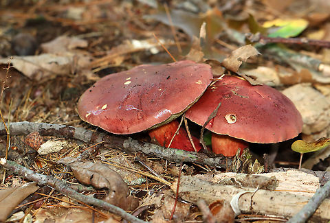 Two-colored Bolete - Baorangia bicolor Convex, velvety, red caps. Yellow pores that bruised blue. The stipes were yellowish near the apex and had red streaks on the bottom half. Caps bruised blue when handled.

Habitat: Mossy area; mixed forest
https://www.jungledragon.com/image/101378/two-colored_bolete_-_baorangia_bicolor.html
https://www.jungledragon.com/image/101380/two-colored_bolete_-_baorangia_bicolor.html
 Baorangia bicolor,Geotagged,Summer,Two-colored Bolete,United States
