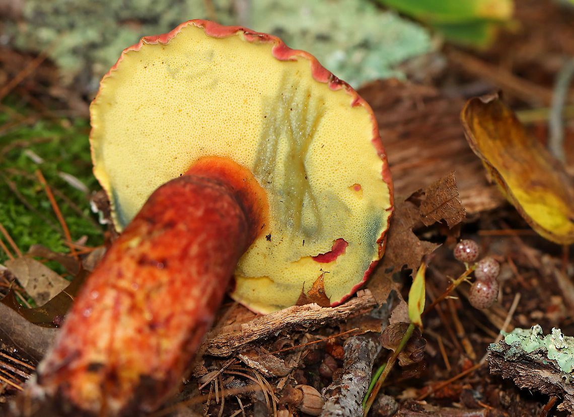 Two-colored Bolete - Baorangia bicolor Convex, velvety, red caps. Yellow pores that bruised blue. The stipes were yellowish near the apex and had red streaks on the bottom half. Caps bruised blue when handled.<br />
<br />
Habitat: Mossy area; mixed forest<br />
<figure class="photo"><a href="https://www.jungledragon.com/image/101379/two-colored_bolete_-_baorangia_bicolor.html" title="Two-colored Bolete - Baorangia bicolor"><img src="https://s3.amazonaws.com/media.jungledragon.com/images/3232/101379_thumb.jpg?AWSAccessKeyId=05GMT0V3GWVNE7GGM1R2&Expires=1759968010&Signature=vJdAr4H1UVZrVrIHiNgCNyoaAe0%3D" width="200" height="136" alt="Two-colored Bolete - Baorangia bicolor Convex, velvety, red caps. Yellow pores that bruised blue. The stipes were yellowish near the apex and had red streaks on the bottom half. Caps bruised blue when handled.<br />
<br />
Habitat: Mossy area; mixed forest<br />
https://www.jungledragon.com/image/101378/two-colored_bolete_-_baorangia_bicolor.html<br />
https://www.jungledragon.com/image/101380/two-colored_bolete_-_baorangia_bicolor.html<br />
 Baorangia bicolor,Geotagged,Summer,Two-colored Bolete,United States" /></a></figure><br />
<figure class="photo"><a href="https://www.jungledragon.com/image/101378/two-colored_bolete_-_baorangia_bicolor.html" title="Two-colored Bolete - Baorangia bicolor"><img src="https://s3.amazonaws.com/media.jungledragon.com/images/3232/101378_thumb.jpg?AWSAccessKeyId=05GMT0V3GWVNE7GGM1R2&Expires=1759968010&Signature=mgz%2BOtER4aIwSgKCDIK36X6vbP0%3D" width="200" height="156" alt="Two-colored Bolete - Baorangia bicolor Convex, velvety, red caps. Yellow pores that bruised blue. The stipes were yellowish near the apex and had red streaks on the bottom half. Caps bruised blue when handled.<br />
<br />
Habitat: Mossy area; mixed forest<br />
https://www.jungledragon.com/image/101380/two-colored_bolete_-_baorangia_bicolor.html<br />
https://www.jungledragon.com/image/101379/two-colored_bolete_-_baorangia_bicolor.html Baorangia,Baorangia bicolor,Geotagged,Summer,Two-colored Bolete,United States,bolete,fungi,mushroom" /></a></figure> Baorangia bicolor,Geotagged,Summer,Two-colored Bolete,United States