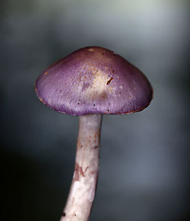 Spotted Cort - Cortinarius iodes Purple, broadly convex cap with white spots near the center. The gills were attached to the stem, nearly distant, pale purple, and had cinnamon cortina remnants. Short gills were frequent. Stipe was silvery lilac, it had a rusty ring zone, and white basal mycelium.

Habitat: Mixed forest
https://www.jungledragon.com/image/101382/spotted_cort_-_cortinarius_iodes.html
https://www.jungledragon.com/image/101383/spotted_cort_-_cortinarius_iodes.html Cortinarius iodes,Geotagged,Spotted cort,Summer,United States,cortinarius,fungus,mushroom