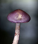 Spotted Cort - Cortinarius iodes Purple, broadly convex cap with white spots near the center. The gills were attached to the stem, nearly distant, pale purple, and had cinnamon cortina remnants. Short gills were frequent. Stipe was silvery lilac, it had a rusty ring zone, and white basal mycelium.<br />
<br />
Habitat: Mixed forest<br />
https://www.jungledragon.com/image/101382/spotted_cort_-_cortinarius_iodes.html<br />
https://www.jungledragon.com/image/101383/spotted_cort_-_cortinarius_iodes.html Cortinarius iodes,Geotagged,Spotted cort,Summer,United States,cortinarius,fungus,mushroom