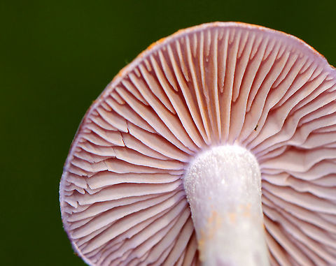 Spotted Cort - Cortinarius iodes Purple, broadly convex cap with white spots near the center. The gills were attached to the stem, nearly distant, pale purple, and had cinnamon cortina remnants. Short gills were frequent. Stipe was silvery lilac, it had a rusty ring zone, and white basal mycelium.

Habitat: Mixed forest
https://www.jungledragon.com/image/101383/spotted_cort_-_cortinarius_iodes.html
https://www.jungledragon.com/image/101381/spotted_cort_-_cortinarius_iodes.html Cortinarius iodes,Geotagged,Spotted cort,Summer,United States