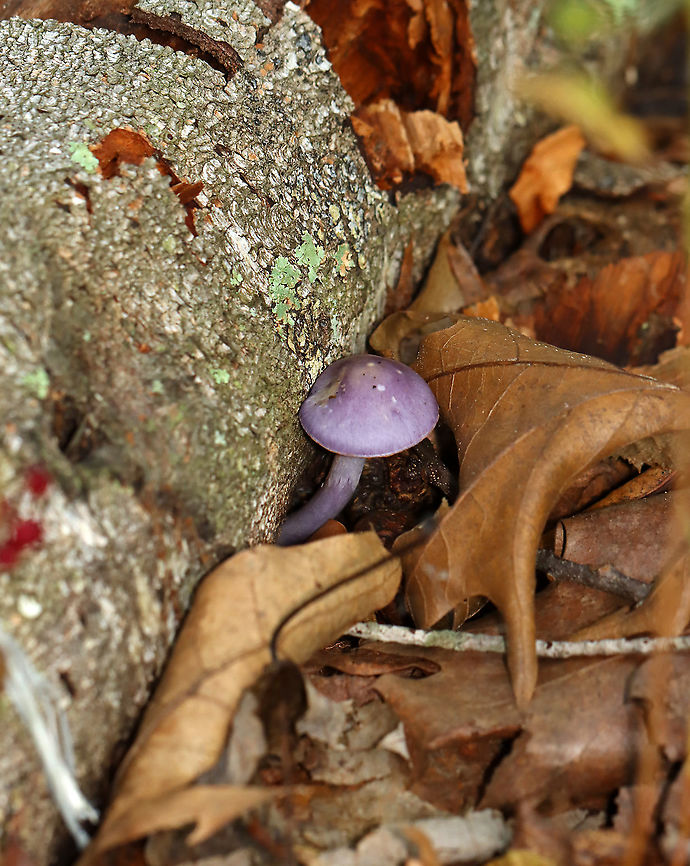 Spotted Cort - Cortinarius iodes Purple, broadly convex cap with white spots near the center. The gills were attached to the stem, nearly distant, pale purple, and had cinnamon cortina remnants. Short gills were frequent. Stipe was silvery lilac, it had a rusty ring zone, and white basal mycelium.<br />
<br />
Habitat: Mixed forest<br />
<figure class="photo"><a href="https://www.jungledragon.com/image/101381/spotted_cort_-_cortinarius_iodes.html" title="Spotted Cort - Cortinarius iodes"><img src="https://s3.amazonaws.com/media.jungledragon.com/images/3232/101381_thumb.jpg?AWSAccessKeyId=05GMT0V3GWVNE7GGM1R2&Expires=1759968010&Signature=KN4cBah%2BLu2lGDHMxo0i%2BgqIfw4%3D" width="132" height="152" alt="Spotted Cort - Cortinarius iodes Purple, broadly convex cap with white spots near the center. The gills were attached to the stem, nearly distant, pale purple, and had cinnamon cortina remnants. Short gills were frequent. Stipe was silvery lilac, it had a rusty ring zone, and white basal mycelium.<br />
<br />
Habitat: Mixed forest<br />
https://www.jungledragon.com/image/101382/spotted_cort_-_cortinarius_iodes.html<br />
https://www.jungledragon.com/image/101383/spotted_cort_-_cortinarius_iodes.html Cortinarius iodes,Geotagged,Spotted cort,Summer,United States,cortinarius,fungus,mushroom" /></a></figure><br />
<figure class="photo"><a href="https://www.jungledragon.com/image/101382/spotted_cort_-_cortinarius_iodes.html" title="Spotted Cort - Cortinarius iodes"><img src="https://s3.amazonaws.com/media.jungledragon.com/images/3232/101382_thumb.jpg?AWSAccessKeyId=05GMT0V3GWVNE7GGM1R2&Expires=1759968010&Signature=Bl7zSru4lC8HVjsutMp1iJ5d5sg%3D" width="200" height="160" alt="Spotted Cort - Cortinarius iodes Purple, broadly convex cap with white spots near the center. The gills were attached to the stem, nearly distant, pale purple, and had cinnamon cortina remnants. Short gills were frequent. Stipe was silvery lilac, it had a rusty ring zone, and white basal mycelium.<br />
<br />
Habitat: Mixed forest<br />
https://www.jungledragon.com/image/101383/spotted_cort_-_cortinarius_iodes.html<br />
https://www.jungledragon.com/image/101381/spotted_cort_-_cortinarius_iodes.html Cortinarius iodes,Geotagged,Spotted cort,Summer,United States" /></a></figure><br />
Cortinarius iodes,Geotagged,Spotted cort,Summer,United States