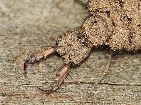 Antlion Larva - Myrmeleontidae Antlion larvae can be found in sandy areas, where they dig a shallow cone-shaped pit. They wait at the bottom of the pit for an ant or other insect to fall in. They have robust bodies that are gray or brown in color. Their bodies are covered in bristles, which help them gain traction in their sandpits. They have enormous sickle-shaped mandibles, which have a canal that contains venom and enzymes. Interestingly, they do not have a traditional mouth. Instead, they have a small, fixed slit that can't be used for chewing solid food. So, they have to liquefy their meals. To eat, the larvae grab and stab their prey, inject it with venom and digestive enzymes. which dissolve soft tissues. Then, the larvae just have to suck the goo out of their prey. Their common name comes from the observation that they prey primarily on ants; So, metaphorically speaking, the antlion is a "lion" among ants.

Antlion larvae have an unusual feature in that they lack an anus. Any metabolic waste that they generate during their larval stage gets stored - some will be used to spin silk for the cocoon, and the rest will eventually be voided as meconium at the end of the pupal stage. Weird, but true.

Habitat: Sandy area under a birding platform; mixed forest
https://www.jungledragon.com/image/101389/antlion_larva_-_myrmeleontidae.html
https://www.jungledragon.com/image/101388/antlion_pit_-_myrmeleontidae.html
https://www.jungledragon.com/image/101387/antlion_larva_-_myrmeleontidae.html
https://www.jungledragon.com/image/101386/antlion_larva_-_myrmeleontidae.html Antlion Larva,Geotagged,Myrmeleontidae,Summer,United States,antlion,larva