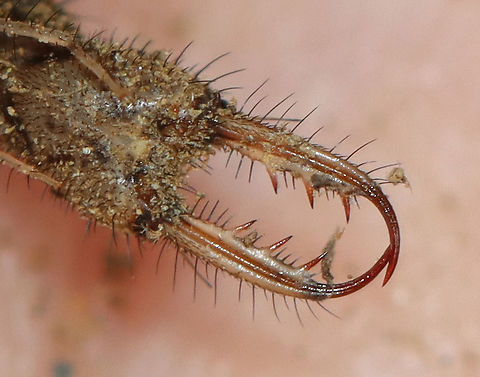 Antlion Larva - Myrmeleontidae Antlion larvae can be found in sandy areas, where they dig a shallow cone-shaped pit. They wait at the bottom of the pit for an ant or other insect to fall in. They have robust bodies that are gray or brown in color. Their bodies are covered in bristles, which help them gain traction in their sandpits. They have enormous sickle-shaped mandibles, which have a canal that contains venom and enzymes. Interestingly, they do not have a traditional mouth. Instead, they have a small, fixed slit that can't be used for chewing solid food. So, they have to liquefy their meals. To eat, the larvae grab and stab their prey, inject it with venom and digestive enzymes. which dissolve soft tissues. Then, the larvae just have to suck the goo out of their prey. Their common name comes from the observation that they prey primarily on ants; So, metaphorically speaking, the antlion is a "lion" among ants.

Antlion larvae have an unusual feature in that they lack an anus. Any metabolic waste that they generate during their larval stage gets stored - some will be used to spin silk for the cocoon, and the rest will eventually be voided as meconium at the end of the pupal stage. Weird, but true.

Habitat: Sandy area under a birding platform; mixed forest
https://www.jungledragon.com/image/101387/antlion_larva_-_myrmeleontidae.html
https://www.jungledragon.com/image/101388/antlion_pit_-_myrmeleontidae.html
https://www.jungledragon.com/image/101389/antlion_larva_-_myrmeleontidae.html
https://www.jungledragon.com/image/101384/antlion_larva_-_myrmeleontidae.html Geotagged,Summer,United States