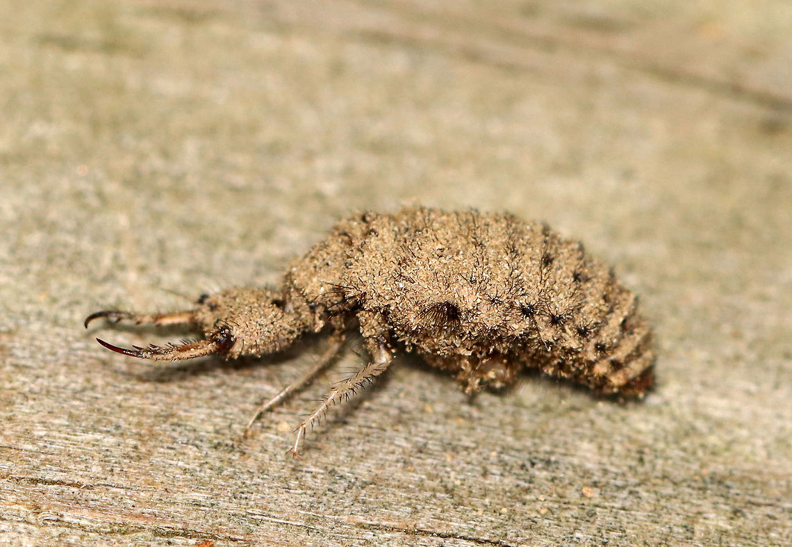 Antlion Larva - Myrmeleontidae Antlion larvae can be found in sandy areas, where they dig a shallow cone-shaped pit. They wait at the bottom of the pit for an ant or other insect to fall in. They have robust bodies that are gray or brown in color. Their bodies are covered in bristles, which help them gain traction in their sandpits. They have enormous sickle-shaped mandibles, which have a canal that contains venom and enzymes. Interestingly, they do not have a traditional mouth. Instead, they have a small, fixed slit that can&#039;t be used for chewing solid food. So, they have to liquefy their meals. To eat, the larvae grab and stab their prey, inject it with venom and digestive enzymes. which dissolve soft tissues. Then, the larvae just have to suck the goo out of their prey. Their common name comes from the observation that they prey primarily on ants; So, metaphorically speaking, the antlion is a &quot;lion&quot; among ants.<br />
<br />
Antlion larvae have an unusual feature in that they lack an anus. Any metabolic waste that they generate during their larval stage gets stored - some will be used to spin silk for the cocoon, and the rest will eventually be voided as meconium at the end of the pupal stage. Weird, but true.<br />
<br />
Habitat: Sandy area under a birding platform; mixed forest<br />
<figure class="photo"><a href="https://www.jungledragon.com/image/101388/antlion_pit_-_myrmeleontidae.html" title="Antlion Pit - Myrmeleontidae"><img src="https://s3.amazonaws.com/media.jungledragon.com/images/3232/101388_thumb.jpg?AWSAccessKeyId=05GMT0V3GWVNE7GGM1R2&Expires=1769040010&Signature=CTgfOdJ6s1PTaDvk%2BWCquPc1PEM%3D" width="200" height="134" alt="Antlion Pit - Myrmeleontidae Antlion larvae can be found in sandy areas, where they dig a shallow cone-shaped pit. They wait at the bottom of the pit for an ant or other insect to fall in. They have robust bodies that are gray or brown in color. Their bodies are covered in bristles, which help them gain traction in their sandpits. They have enormous sickle-shaped mandibles, which have a canal that contains venom and enzymes. Interestingly, they do not have a traditional mouth. Instead, they have a small, fixed slit that can&#039;t be used for chewing solid food. So, they have to liquefy their meals. To eat, the larvae grab and stab their prey, inject it with venom and digestive enzymes. which dissolve soft tissues. Then, the larvae just have to suck the goo out of their prey. Their common name comes from the observation that they prey primarily on ants; So, metaphorically speaking, the antlion is a &quot;lion&quot; among ants.<br />
<br />
Antlion larvae have an unusual feature in that they lack an anus. Any metabolic waste that they generate during their larval stage gets stored - some will be used to spin silk for the cocoon, and the rest will eventually be voided as meconium at the end of the pupal stage. Weird, but true.<br />
<br />
Habitat: Sandy area under a birding platform; mixed forest<br />
https://www.jungledragon.com/image/101384/antlion_larva_-_myrmeleontidae.html<br />
https://www.jungledragon.com/image/101389/antlion_larva_-_myrmeleontidae.html<br />
https://www.jungledragon.com/image/101387/antlion_larva_-_myrmeleontidae.html<br />
https://www.jungledragon.com/image/101386/antlion_larva_-_myrmeleontidae.html Geotagged,Summer,United States,antlion pit,signs of wildlife" /></a></figure><br />
<figure class="photo"><a href="https://www.jungledragon.com/image/101384/antlion_larva_-_myrmeleontidae.html" title="Antlion Larva - Myrmeleontidae"><img src="https://s3.amazonaws.com/media.jungledragon.com/images/3232/101384_thumb.jpg?AWSAccessKeyId=05GMT0V3GWVNE7GGM1R2&Expires=1769040010&Signature=qVlbdW7EvWQOZw%2F%2Fxpe%2FASBzcCo%3D" width="200" height="150" alt="Antlion Larva - Myrmeleontidae Antlion larvae can be found in sandy areas, where they dig a shallow cone-shaped pit. They wait at the bottom of the pit for an ant or other insect to fall in. They have robust bodies that are gray or brown in color. Their bodies are covered in bristles, which help them gain traction in their sandpits. They have enormous sickle-shaped mandibles, which have a canal that contains venom and enzymes. Interestingly, they do not have a traditional mouth. Instead, they have a small, fixed slit that can&#039;t be used for chewing solid food. So, they have to liquefy their meals. To eat, the larvae grab and stab their prey, inject it with venom and digestive enzymes. which dissolve soft tissues. Then, the larvae just have to suck the goo out of their prey. Their common name comes from the observation that they prey primarily on ants; So, metaphorically speaking, the antlion is a &quot;lion&quot; among ants.<br />
<br />
Antlion larvae have an unusual feature in that they lack an anus. Any metabolic waste that they generate during their larval stage gets stored - some will be used to spin silk for the cocoon, and the rest will eventually be voided as meconium at the end of the pupal stage. Weird, but true.<br />
<br />
Habitat: Sandy area under a birding platform; mixed forest<br />
https://www.jungledragon.com/image/101389/antlion_larva_-_myrmeleontidae.html<br />
https://www.jungledragon.com/image/101388/antlion_pit_-_myrmeleontidae.html<br />
https://www.jungledragon.com/image/101387/antlion_larva_-_myrmeleontidae.html<br />
https://www.jungledragon.com/image/101386/antlion_larva_-_myrmeleontidae.html Antlion Larva,Geotagged,Myrmeleontidae,Summer,United States,antlion,larva" /></a></figure><br />
<figure class="photo"><a href="https://www.jungledragon.com/image/101389/antlion_larva_-_myrmeleontidae.html" title="Antlion Larva - Myrmeleontidae"><img src="https://s3.amazonaws.com/media.jungledragon.com/images/3232/101389_thumb.jpg?AWSAccessKeyId=05GMT0V3GWVNE7GGM1R2&Expires=1769040010&Signature=zZBAP4cldqGt%2FHBqYO0MqAz21is%3D" width="124" height="152" alt="Antlion Larva - Myrmeleontidae Antlion larvae can be found in sandy areas, where they dig a shallow cone-shaped pit. They wait at the bottom of the pit for an ant or other insect to fall in. They have robust bodies that are gray or brown in color. Their bodies are covered in bristles, which help them gain traction in their sandpits. They have enormous sickle-shaped mandibles, which have a canal that contains venom and enzymes. Interestingly, they do not have a traditional mouth. Instead, they have a small, fixed slit that can&#039;t be used for chewing solid food. So, they have to liquefy their meals. To eat, the larvae grab and stab their prey, inject it with venom and digestive enzymes. which dissolve soft tissues. Then, the larvae just have to suck the goo out of their prey. Their common name comes from the observation that they prey primarily on ants; So, metaphorically speaking, the antlion is a &quot;lion&quot; among ants.<br />
<br />
Antlion larvae have an unusual feature in that they lack an anus. Any metabolic waste that they generate during their larval stage gets stored - some will be used to spin silk for the cocoon, and the rest will eventually be voided as meconium at the end of the pupal stage. Weird, but true.<br />
<br />
Habitat: Sandy area under a birding platform; mixed forest<br />
https://www.jungledragon.com/image/101384/antlion_larva_-_myrmeleontidae.html<br />
https://www.jungledragon.com/image/101388/antlion_pit_-_myrmeleontidae.html<br />
https://www.jungledragon.com/image/101387/antlion_larva_-_myrmeleontidae.html<br />
https://www.jungledragon.com/image/101386/antlion_larva_-_myrmeleontidae.html Geotagged,Summer,United States" /></a></figure><br />
<figure class="photo"><a href="https://www.jungledragon.com/image/101386/antlion_larva_-_myrmeleontidae.html" title="Antlion Larva - Myrmeleontidae"><img src="https://s3.amazonaws.com/media.jungledragon.com/images/3232/101386_thumb.jpg?AWSAccessKeyId=05GMT0V3GWVNE7GGM1R2&Expires=1769040010&Signature=UewIyyKISv4zSiFp%2B9LuA%2BsYRsU%3D" width="200" height="158" alt="Antlion Larva - Myrmeleontidae Antlion larvae can be found in sandy areas, where they dig a shallow cone-shaped pit. They wait at the bottom of the pit for an ant or other insect to fall in. They have robust bodies that are gray or brown in color. Their bodies are covered in bristles, which help them gain traction in their sandpits. They have enormous sickle-shaped mandibles, which have a canal that contains venom and enzymes. Interestingly, they do not have a traditional mouth. Instead, they have a small, fixed slit that can&#039;t be used for chewing solid food. So, they have to liquefy their meals. To eat, the larvae grab and stab their prey, inject it with venom and digestive enzymes. which dissolve soft tissues. Then, the larvae just have to suck the goo out of their prey. Their common name comes from the observation that they prey primarily on ants; So, metaphorically speaking, the antlion is a &quot;lion&quot; among ants.<br />
<br />
Antlion larvae have an unusual feature in that they lack an anus. Any metabolic waste that they generate during their larval stage gets stored - some will be used to spin silk for the cocoon, and the rest will eventually be voided as meconium at the end of the pupal stage. Weird, but true.<br />
<br />
Habitat: Sandy area under a birding platform; mixed forest<br />
https://www.jungledragon.com/image/101387/antlion_larva_-_myrmeleontidae.html<br />
https://www.jungledragon.com/image/101388/antlion_pit_-_myrmeleontidae.html<br />
https://www.jungledragon.com/image/101389/antlion_larva_-_myrmeleontidae.html<br />
https://www.jungledragon.com/image/101384/antlion_larva_-_myrmeleontidae.html Geotagged,Summer,United States" /></a></figure> Geotagged,Summer,United States