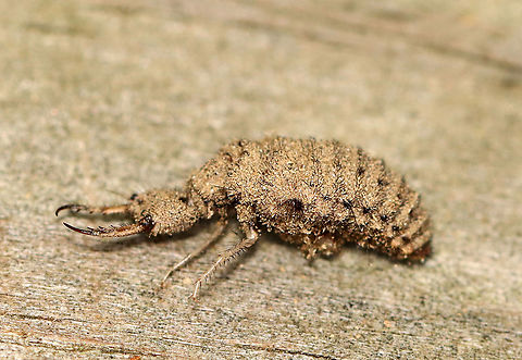 Antlion Larva - Myrmeleontidae Antlion larvae can be found in sandy areas, where they dig a shallow cone-shaped pit. They wait at the bottom of the pit for an ant or other insect to fall in. They have robust bodies that are gray or brown in color. Their bodies are covered in bristles, which help them gain traction in their sandpits. They have enormous sickle-shaped mandibles, which have a canal that contains venom and enzymes. Interestingly, they do not have a traditional mouth. Instead, they have a small, fixed slit that can't be used for chewing solid food. So, they have to liquefy their meals. To eat, the larvae grab and stab their prey, inject it with venom and digestive enzymes. which dissolve soft tissues. Then, the larvae just have to suck the goo out of their prey. Their common name comes from the observation that they prey primarily on ants; So, metaphorically speaking, the antlion is a "lion" among ants.

Antlion larvae have an unusual feature in that they lack an anus. Any metabolic waste that they generate during their larval stage gets stored - some will be used to spin silk for the cocoon, and the rest will eventually be voided as meconium at the end of the pupal stage. Weird, but true.

Habitat: Sandy area under a birding platform; mixed forest
https://www.jungledragon.com/image/101388/antlion_pit_-_myrmeleontidae.html
https://www.jungledragon.com/image/101384/antlion_larva_-_myrmeleontidae.html
https://www.jungledragon.com/image/101389/antlion_larva_-_myrmeleontidae.html
https://www.jungledragon.com/image/101386/antlion_larva_-_myrmeleontidae.html Geotagged,Summer,United States