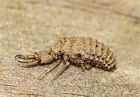 Antlion Larva - Myrmeleontidae Antlion larvae can be found in sandy areas, where they dig a shallow cone-shaped pit. They wait at the bottom of the pit for an ant or other insect to fall in. They have robust bodies that are gray or brown in color. Their bodies are covered in bristles, which help them gain traction in their sandpits. They have enormous sickle-shaped mandibles, which have a canal that contains venom and enzymes. Interestingly, they do not have a traditional mouth. Instead, they have a small, fixed slit that can't be used for chewing solid food. So, they have to liquefy their meals. To eat, the larvae grab and stab their prey, inject it with venom and digestive enzymes. which dissolve soft tissues. Then, the larvae just have to suck the goo out of their prey. Their common name comes from the observation that they prey primarily on ants; So, metaphorically speaking, the antlion is a "lion" among ants.<br />
<br />
Antlion larvae have an unusual feature in that they lack an anus. Any metabolic waste that they generate during their larval stage gets stored - some will be used to spin silk for the cocoon, and the rest will eventually be voided as meconium at the end of the pupal stage. Weird, but true.<br />
<br />
Habitat: Sandy area under a birding platform; mixed forest<br />
https://www.jungledragon.com/image/101388/antlion_pit_-_myrmeleontidae.html<br />
https://www.jungledragon.com/image/101384/antlion_larva_-_myrmeleontidae.html<br />
https://www.jungledragon.com/image/101389/antlion_larva_-_myrmeleontidae.html<br />
https://www.jungledragon.com/image/101386/antlion_larva_-_myrmeleontidae.html Geotagged,Summer,United States