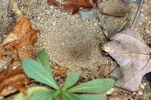 Antlion Pit - Myrmeleontidae Antlion larvae can be found in sandy areas, where they dig a shallow cone-shaped pit. They wait at the bottom of the pit for an ant or other insect to fall in. They have robust bodies that are gray or brown in color. Their bodies are covered in bristles, which help them gain traction in their sandpits. They have enormous sickle-shaped mandibles, which have a canal that contains venom and enzymes. Interestingly, they do not have a traditional mouth. Instead, they have a small, fixed slit that can't be used for chewing solid food. So, they have to liquefy their meals. To eat, the larvae grab and stab their prey, inject it with venom and digestive enzymes. which dissolve soft tissues. Then, the larvae just have to suck the goo out of their prey. Their common name comes from the observation that they prey primarily on ants; So, metaphorically speaking, the antlion is a "lion" among ants.

Antlion larvae have an unusual feature in that they lack an anus. Any metabolic waste that they generate during their larval stage gets stored - some will be used to spin silk for the cocoon, and the rest will eventually be voided as meconium at the end of the pupal stage. Weird, but true.

Habitat: Sandy area under a birding platform; mixed forest
https://www.jungledragon.com/image/101384/antlion_larva_-_myrmeleontidae.html
https://www.jungledragon.com/image/101389/antlion_larva_-_myrmeleontidae.html
https://www.jungledragon.com/image/101387/antlion_larva_-_myrmeleontidae.html
https://www.jungledragon.com/image/101386/antlion_larva_-_myrmeleontidae.html Geotagged,Summer,United States,antlion pit,signs of wildlife