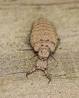 Antlion Larva - Myrmeleontidae Antlion larvae can be found in sandy areas, where they dig a shallow cone-shaped pit. They wait at the bottom of the pit for an ant or other insect to fall in. They have robust bodies that are gray or brown in color. Their bodies are covered in bristles, which help them gain traction in their sandpits. They have enormous sickle-shaped mandibles, which have a canal that contains venom and enzymes. Interestingly, they do not have a traditional mouth. Instead, they have a small, fixed slit that can't be used for chewing solid food. So, they have to liquefy their meals. To eat, the larvae grab and stab their prey, inject it with venom and digestive enzymes. which dissolve soft tissues. Then, the larvae just have to suck the goo out of their prey. Their common name comes from the observation that they prey primarily on ants; So, metaphorically speaking, the antlion is a "lion" among ants.

Antlion larvae have an unusual feature in that they lack an anus. Any metabolic waste that they generate during their larval stage gets stored - some will be used to spin silk for the cocoon, and the rest will eventually be voided as meconium at the end of the pupal stage. Weird, but true.

Habitat: Sandy area under a birding platform; mixed forest
https://www.jungledragon.com/image/101384/antlion_larva_-_myrmeleontidae.html
https://www.jungledragon.com/image/101388/antlion_pit_-_myrmeleontidae.html
https://www.jungledragon.com/image/101387/antlion_larva_-_myrmeleontidae.html
https://www.jungledragon.com/image/101386/antlion_larva_-_myrmeleontidae.html Geotagged,Summer,United States