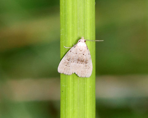 Broken-line Hypenodes - Hypenodes fractilinea TL: ~10 mm.

Habitat: On a blade of grass, pondside Broken-line hypenodes,Erebidae,Geotagged,Hypenodes,Hypenodes fractilinea,Summer,United States,moth
