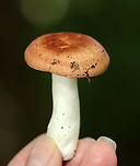 Russula sp. Habitat: Growing on the ground in a mixed forest<br />
https://www.jungledragon.com/image/101544/russula_sp.html Geotagged,Russula,Summer,United States,fungus,mushroom