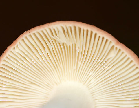 Russula sp. Habitat: Growing on the ground in a mixed forest
https://www.jungledragon.com/image/101543/russula_sp.html Geotagged,Summer,United States