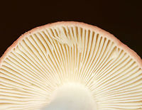 Russula sp. Habitat: Growing on the ground in a mixed forest<br />
https://www.jungledragon.com/image/101543/russula_sp.html Geotagged,Summer,United States