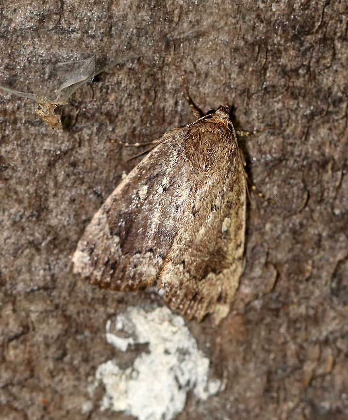 Copper Underwing - Amphipyra pyramidoides TL: ~25 mm. Shiny, grayish brown FW peppered with light brown, hair-like scales. Elliptical orbicular spot is outlined with white. Legs have black and white bands. Hosts: Trees and vines, such as birch, elm, oak, and Virginia creeper.<br />
<br />
Habitat: Resting during the day on the side of a sugar house; adjacent to a mixed forest<br />
 Amphipyra pyramidoides,Copper Underwing,Geotagged,Summer,United States,moth