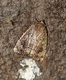Copper Underwing - Amphipyra pyramidoides TL: ~25 mm. Shiny, grayish brown FW peppered with light brown, hair-like scales. Elliptical orbicular spot is outlined with white. Legs have black and white bands. Hosts: Trees and vines, such as birch, elm, oak, and Virginia creeper.

Habitat: Resting during the day on the side of a sugar house; adjacent to a mixed forest
 Amphipyra pyramidoides,Copper Underwing,Geotagged,Summer,United States,moth