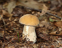 Boletus variipes? Or, Boletus edulis?<br />
<br />
Habitat: Mixed forest<br />
http://www.jungledragon.com/image/101551/boletus_variipes.html Boletus variipes,Geotagged,Summer,United States,bolete,boletus,fungus,mushroom