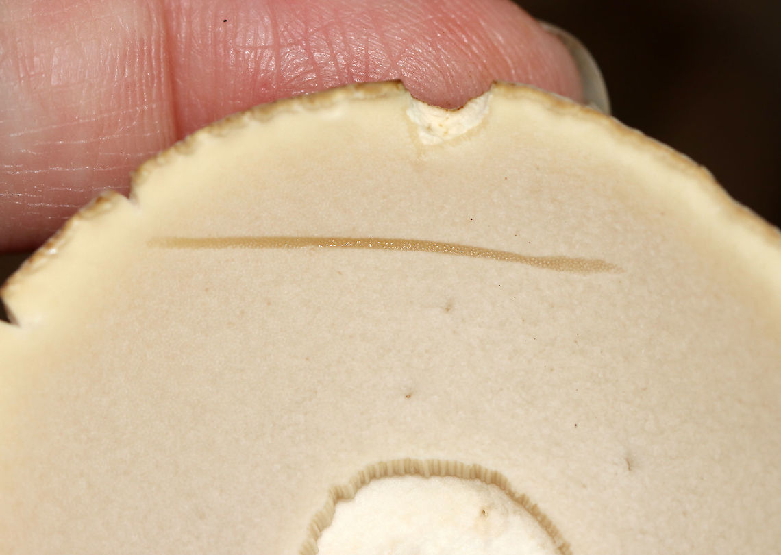 Boletus variipes? Or, Boletus edulis?<br />
<br />
Habitat: Mixed forest<br />
<figure class="photo"><a href="https://www.jungledragon.com/image/101550/boletus_variipes.html" title="Boletus variipes?"><img src="https://s3.amazonaws.com/media.jungledragon.com/images/3232/101550_thumb.jpg?AWSAccessKeyId=05GMT0V3GWVNE7GGM1R2&Expires=1769040010&Signature=fpQTByH9JIIg%2FNr4Na0%2FTZvJVmA%3D" width="200" height="158" alt="Boletus variipes? Or, Boletus edulis?<br />
<br />
Habitat: Mixed  forest<br />
http://www.jungledragon.com/image/101551/boletus_variipes.html Boletus variipes,Geotagged,Summer,United States,bolete,boletus,fungus,mushroom" /></a></figure> Boletus variipes,Geotagged,Summer,United States