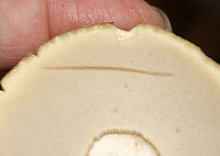 Boletus variipes? Or, Boletus edulis?<br />
<br />
Habitat: Mixed forest<br />
https://www.jungledragon.com/image/101550/boletus_variipes.html Boletus variipes,Geotagged,Summer,United States